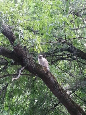 Kitty in a tree